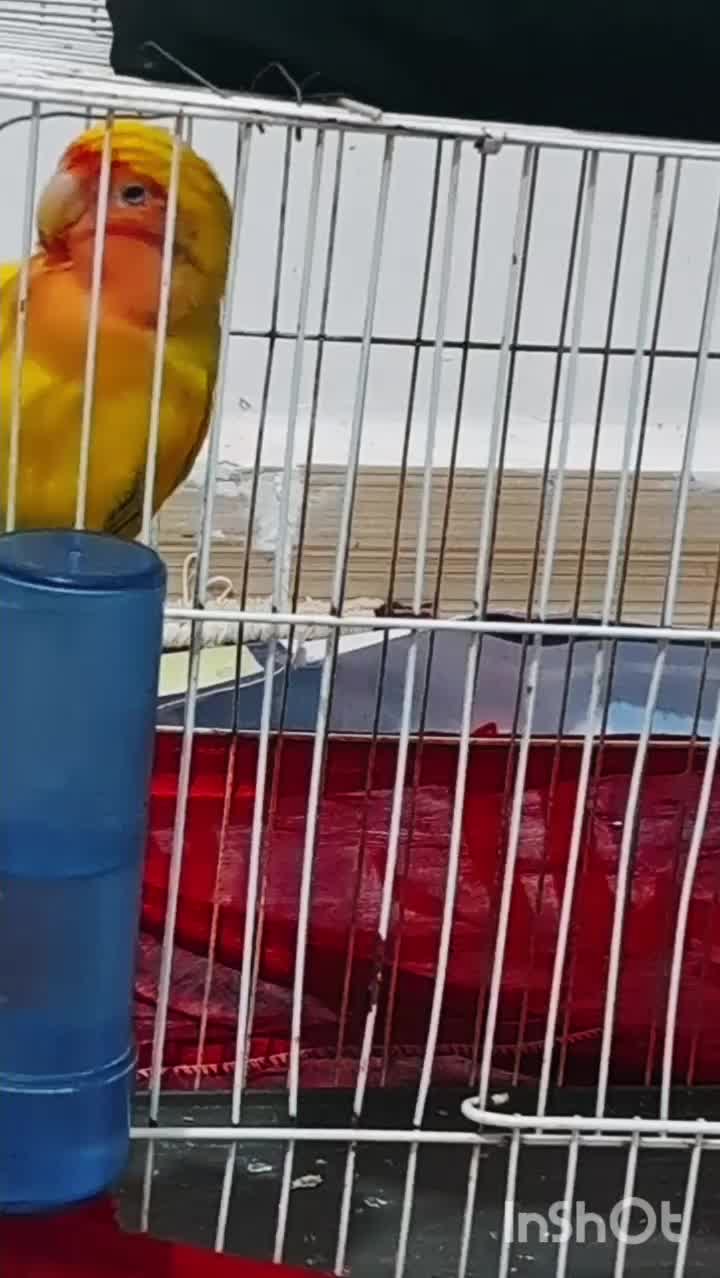 طوطی کوتوله سخنگو رام و دستی|پرنده|زابل, |دیوار