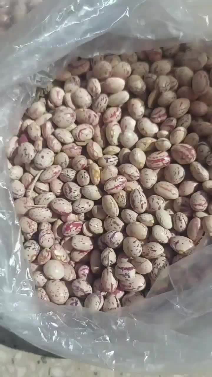 لوبیا چیتی لرستان به شرط پخت و تمیزی یک حبوبات|خوردنی و آشامیدنی|اسلام‌شهر, شهرک سعیدیه|دیوار