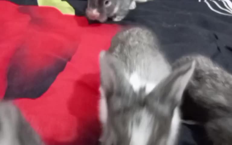 خرگوش|موش و خرگوش|ممقان, |دیوار