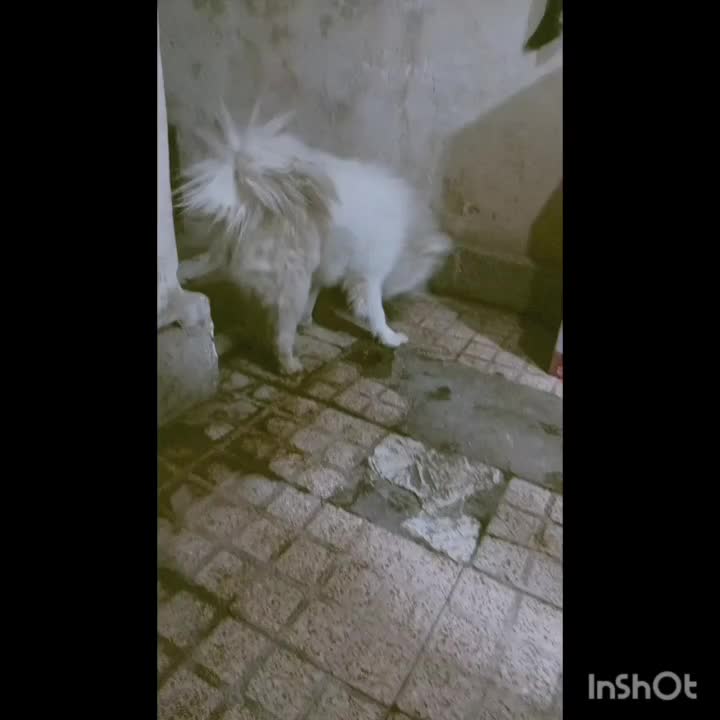 سگ سامویید|سگ|باقرشهر, |دیوار