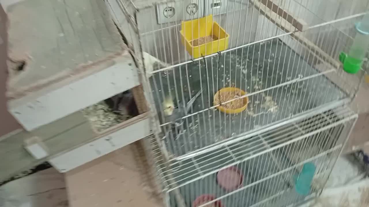 گمشده|اشیا|سبزوار, کوی بهار|دیوار