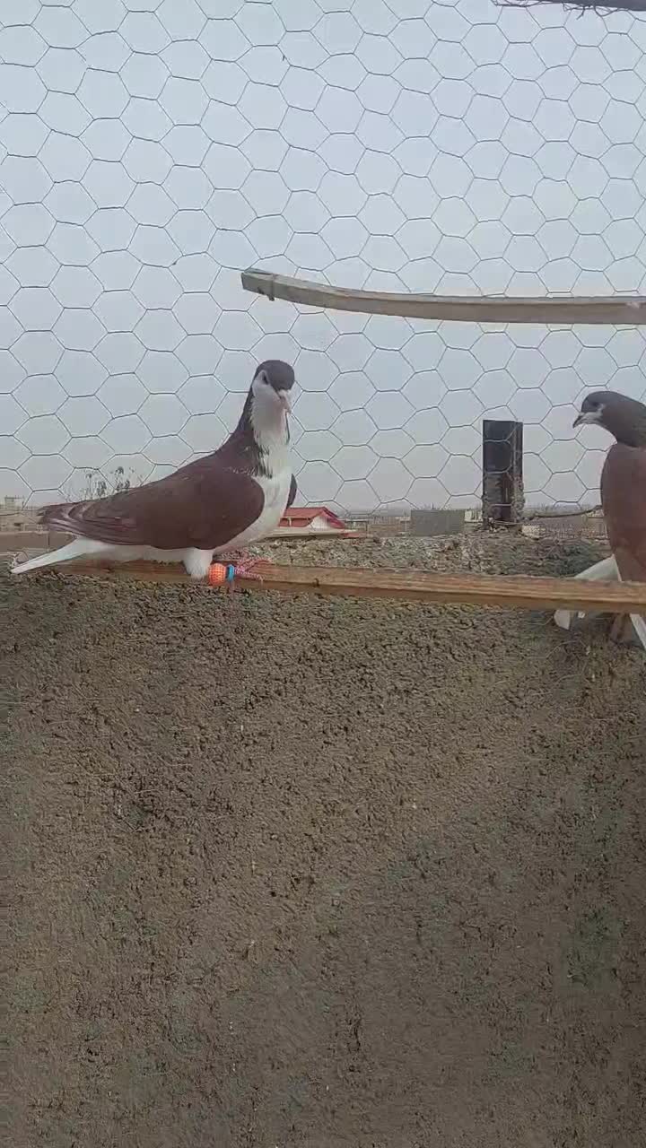 کبوتر پرشی سرخ خش رنگ|پرنده|اسفرورین, |دیوار