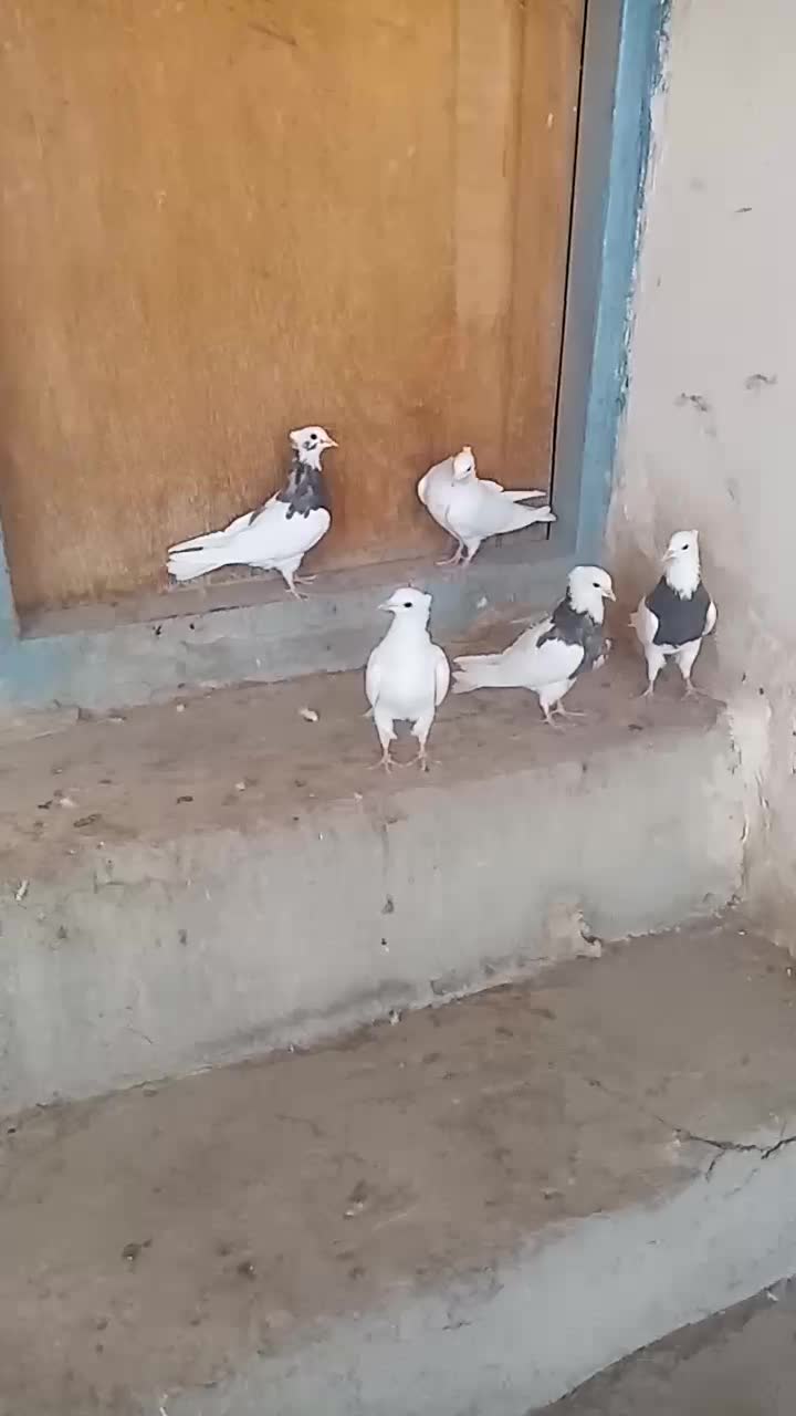 کبوتر جوانه|پرنده|بیستون, |دیوار