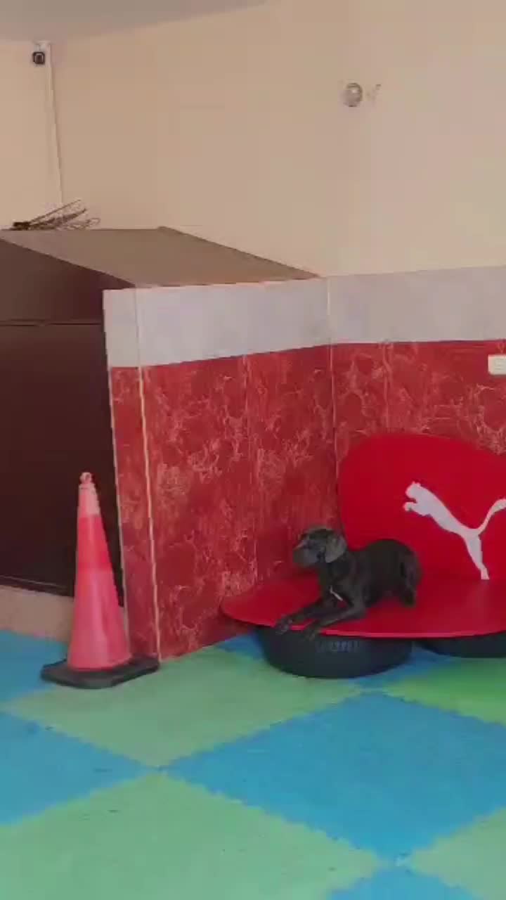 سگ کنکورسو|سگ|تهران, وردآورد|دیوار