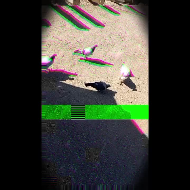 کفتر|پرنده|درمیان, |دیوار