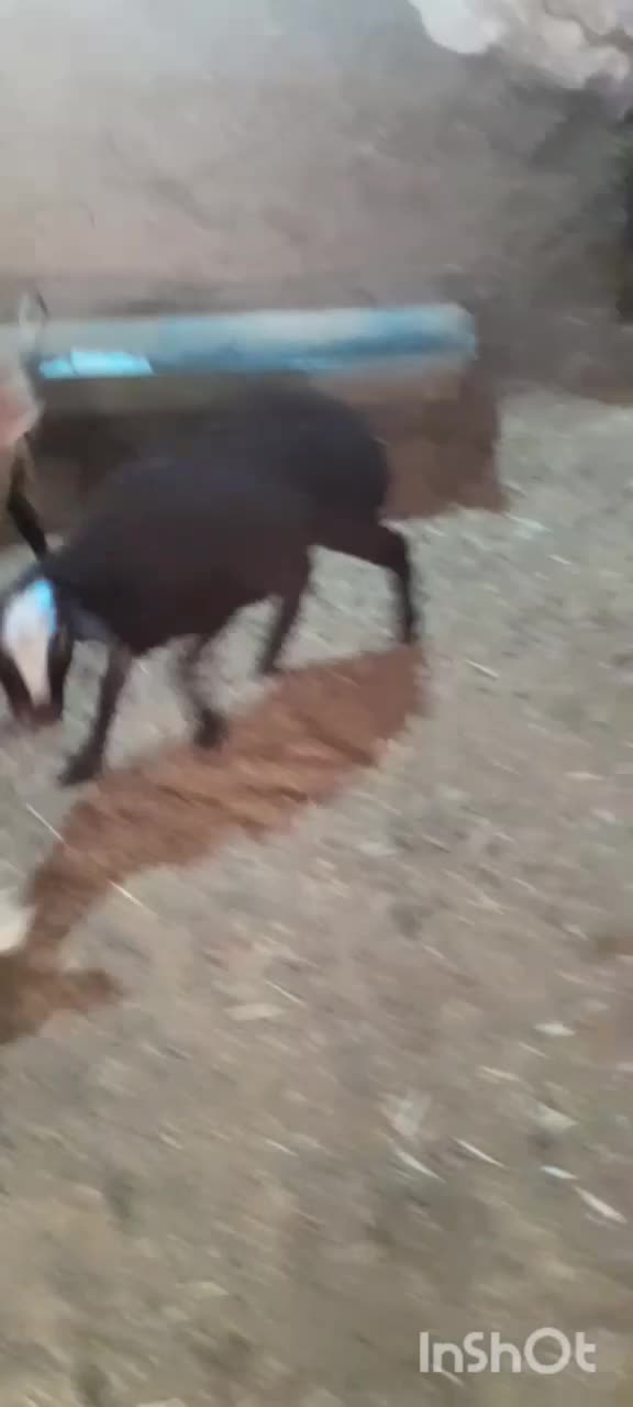 میش بره دار|حیوانات مزرعه|رشتخوار, |دیوار