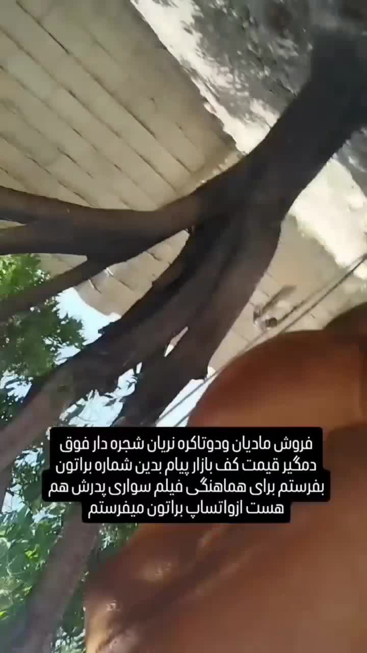 مادیان وکره|اسب و تجهیزات اسب‌سواری|شیراز, ارم|دیوار