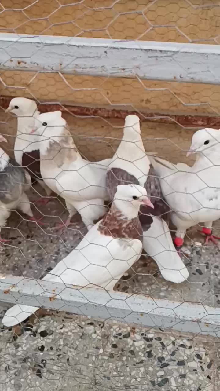 کبوتر رنگی|پرنده|شوشتر, |دیوار