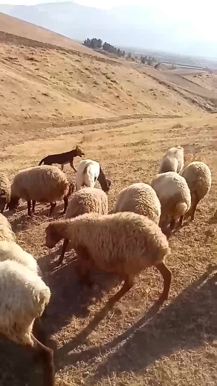 سگ یک ساله|سگ|بیستون, |دیوار