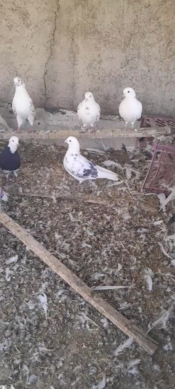 ۱۵ عدد کبوتر|پرنده|کرج, کمال‌شهر|دیوار