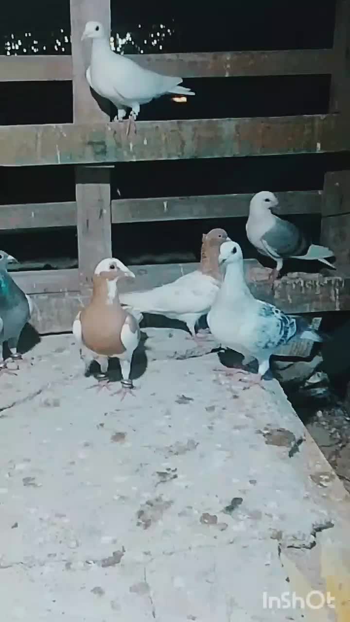 کبوتر|پرنده|چابهار, |دیوار