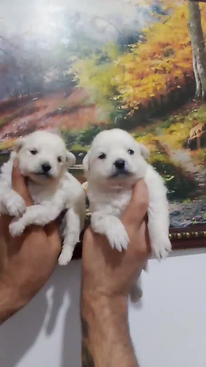 توله پامر روباهی|سگ|گلوگاه, |دیوار