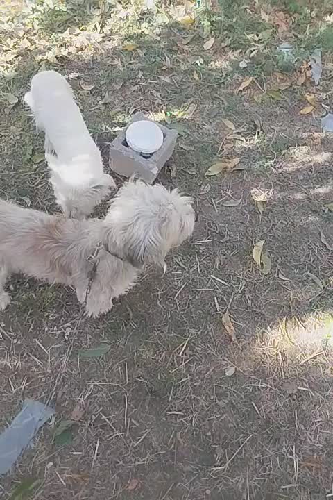 سگ خانگی شیتزو مو بلند|سگ|میاندوآب, |دیوار