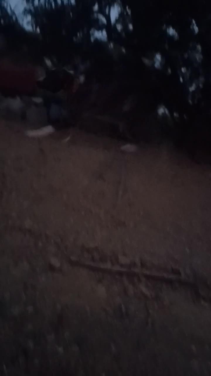 سگ گله ای|سگ|زاینده رود, |دیوار