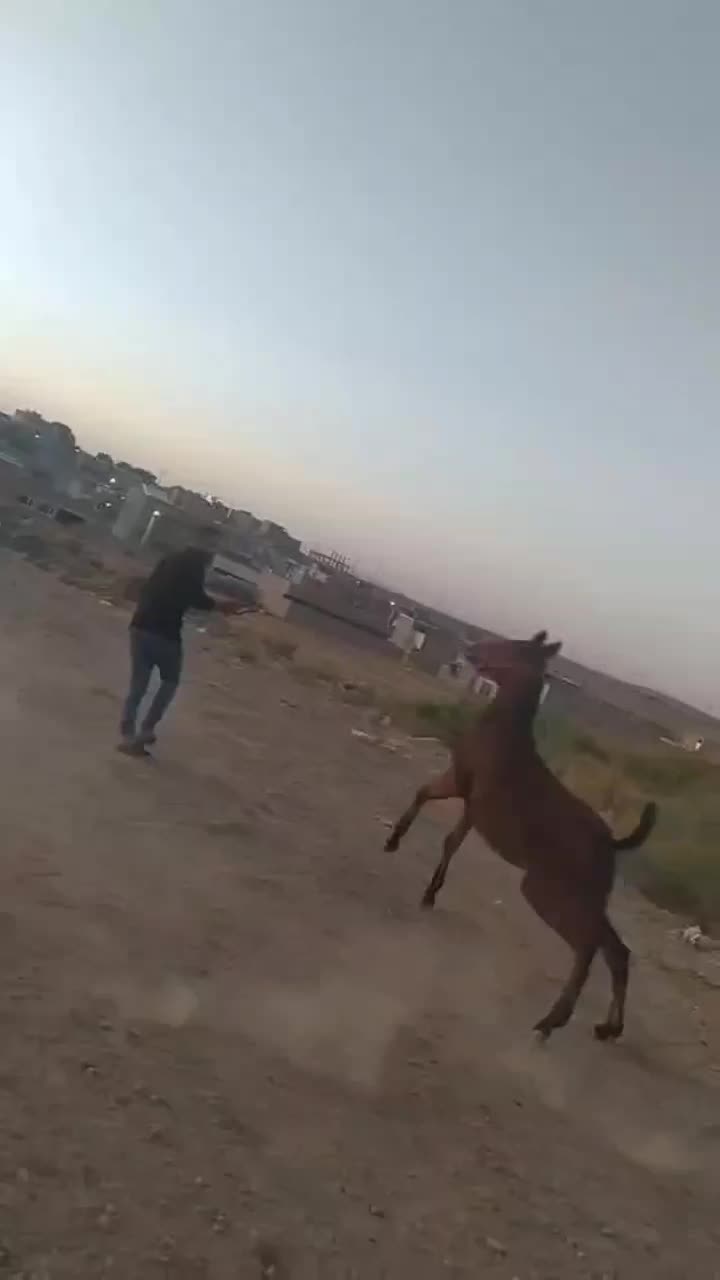 کره مادیان قره کهر شش ماه نوه سیوان فیضی بوکان|اسب و تجهیزات اسبسواری|بناب, |دیوار