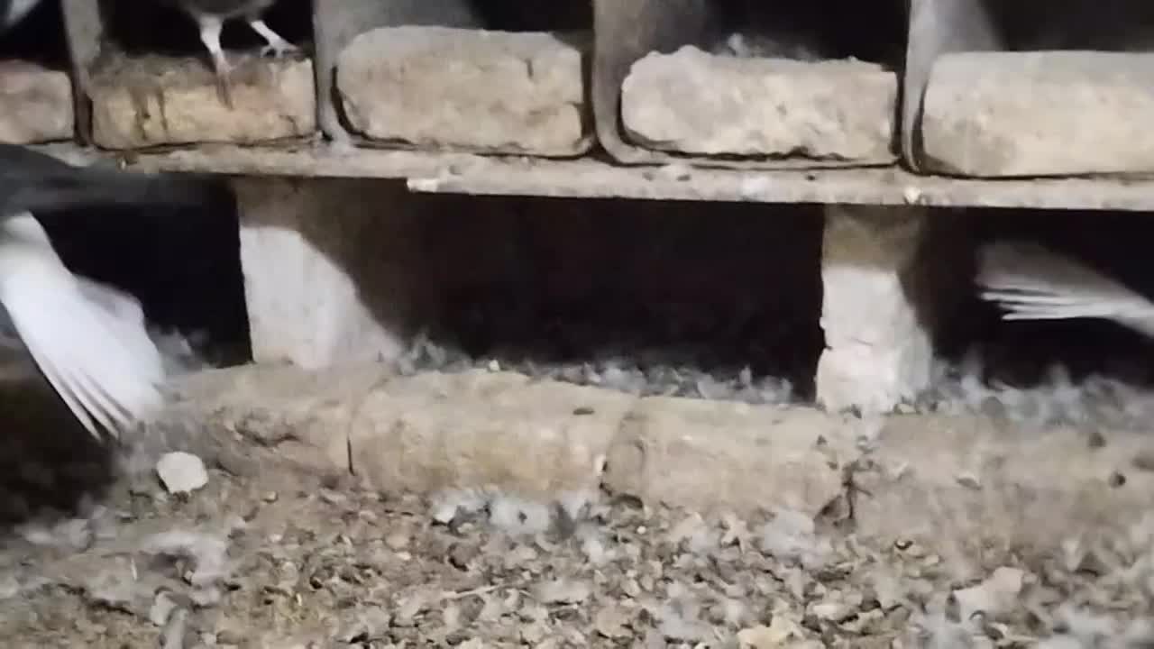 کفتر خوشرنگ دمگیر کاکلی|پرنده|برخوار, |دیوار