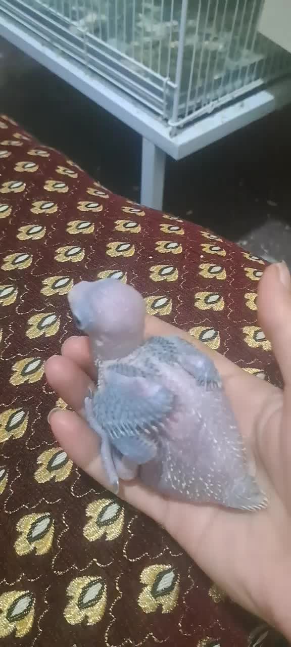 جوجه ملنگوسرلاکی وجوجه گیرینچیک آناناسی دبل رد|پرنده|شیراز, شهرک رضوان|دیوار