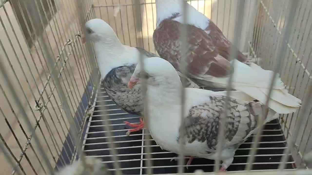 کبوتر|پرنده|گرگان, |دیوار