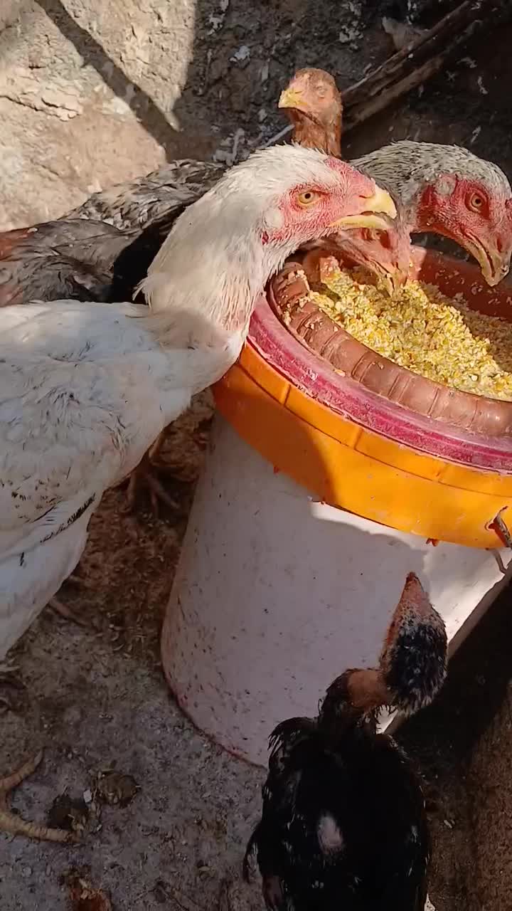 خروس لارس|حیوانات مزرعه|کوهدشت, |دیوار