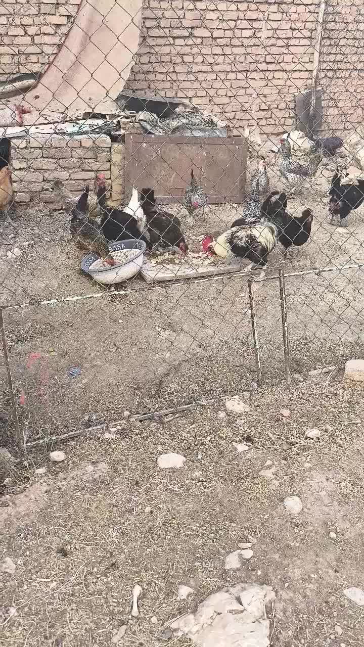 مرغ و خروس بومی|پرنده|کیار, |دیوار