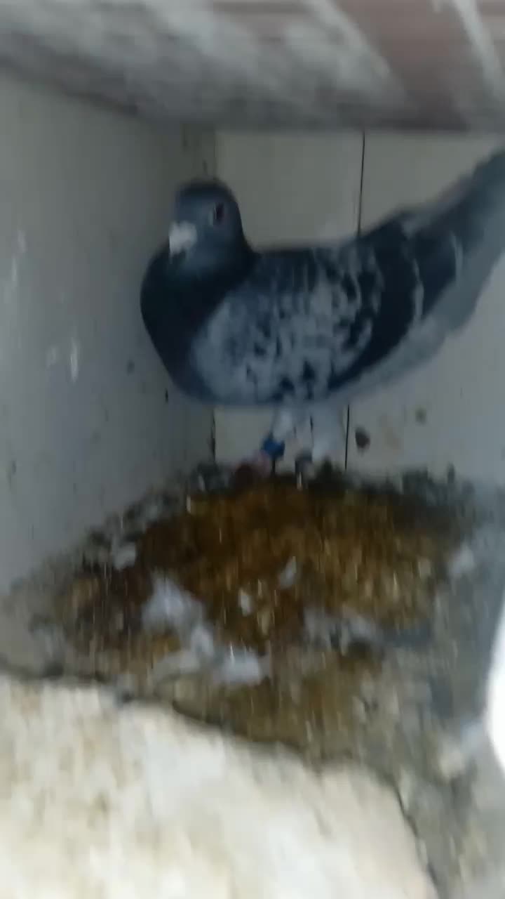 کبوترپلاکیدوخت|پرنده|کوهرنگ, |دیوار