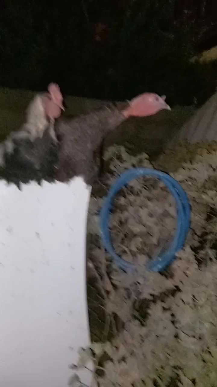 بوقلمون وخروس|حیوانات مزرعه|مرودشت, مختارآباد|دیوار