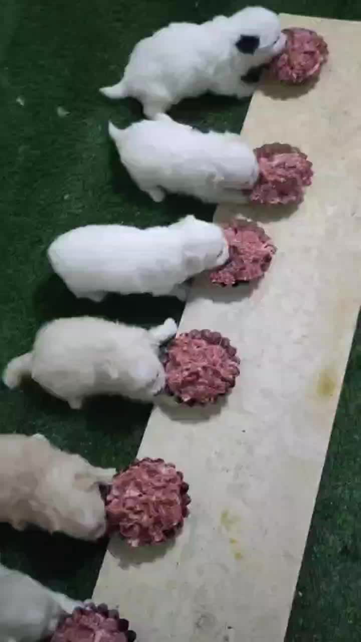 سگ عروسکی|سگ|شیراز, سینما سعدی|دیوار