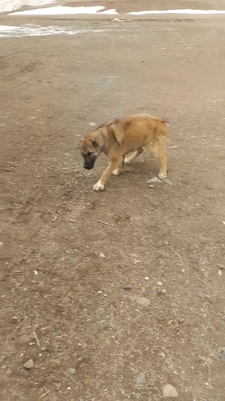 توله فروشی|سگ|ترکمانچای, |دیوار