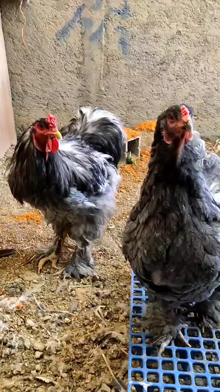 مرغ و خروس جوجه برهما لایت  بلو|حیوانات مزرعه|تهران, حافظیه|دیوار