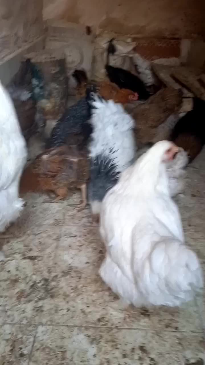 مرغ خروس|حیوانات مزرعه|ملکآباد, |دیوار