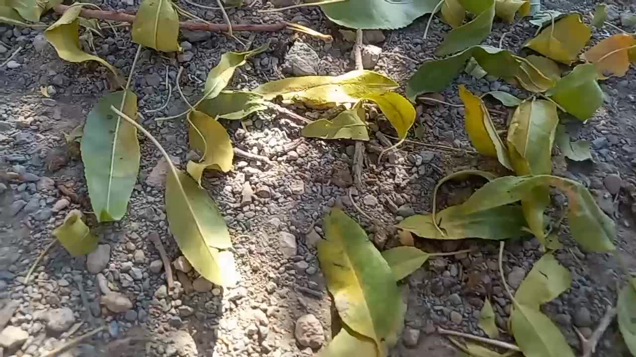 کشکول و بشقاب|ظروف سرو و پذیرایی|اصفهان, شهرستان|دیوار