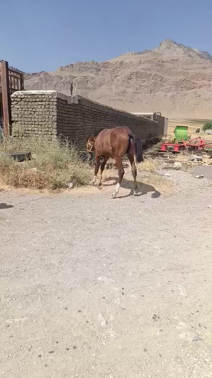 اسب|اسب و تجهیزات اسب‌سواری|نورآباد, |دیوار