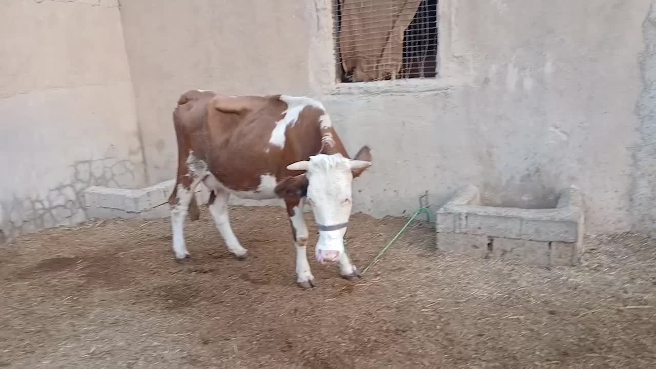 گاوآلمانی شیری همراه باگوساله نر|حیوانات مزرعه|باوی, |دیوار