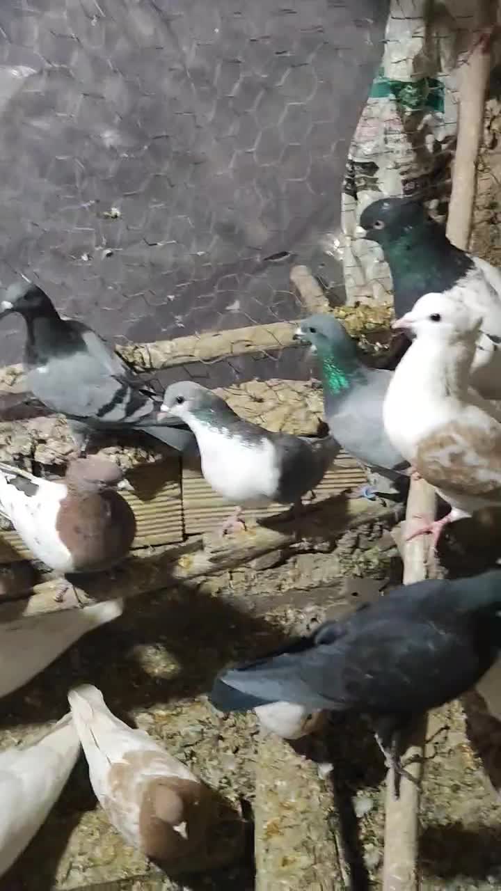 رنگی|پرنده|مبارکه, |دیوار