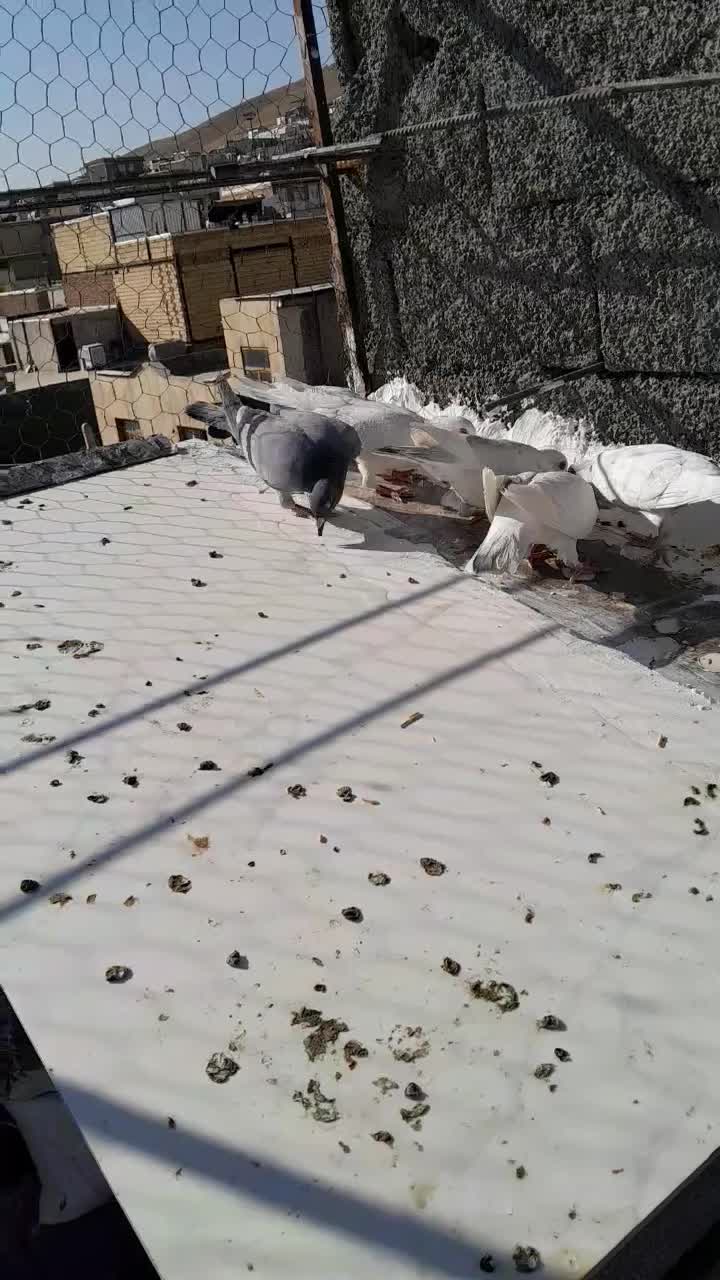 پلاکی اصل سفید|پرنده|سنندج, |دیوار