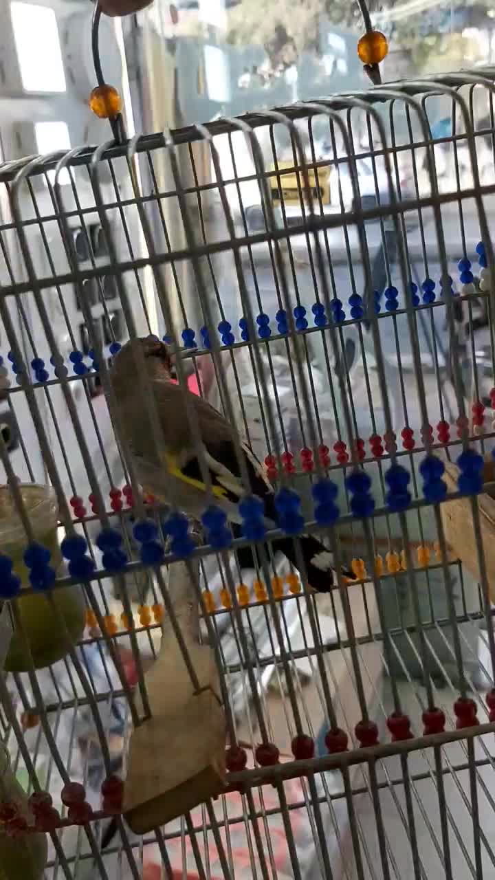 سهره دورگ کرمونی|پرنده|شیراز, سیاه سنگ|دیوار