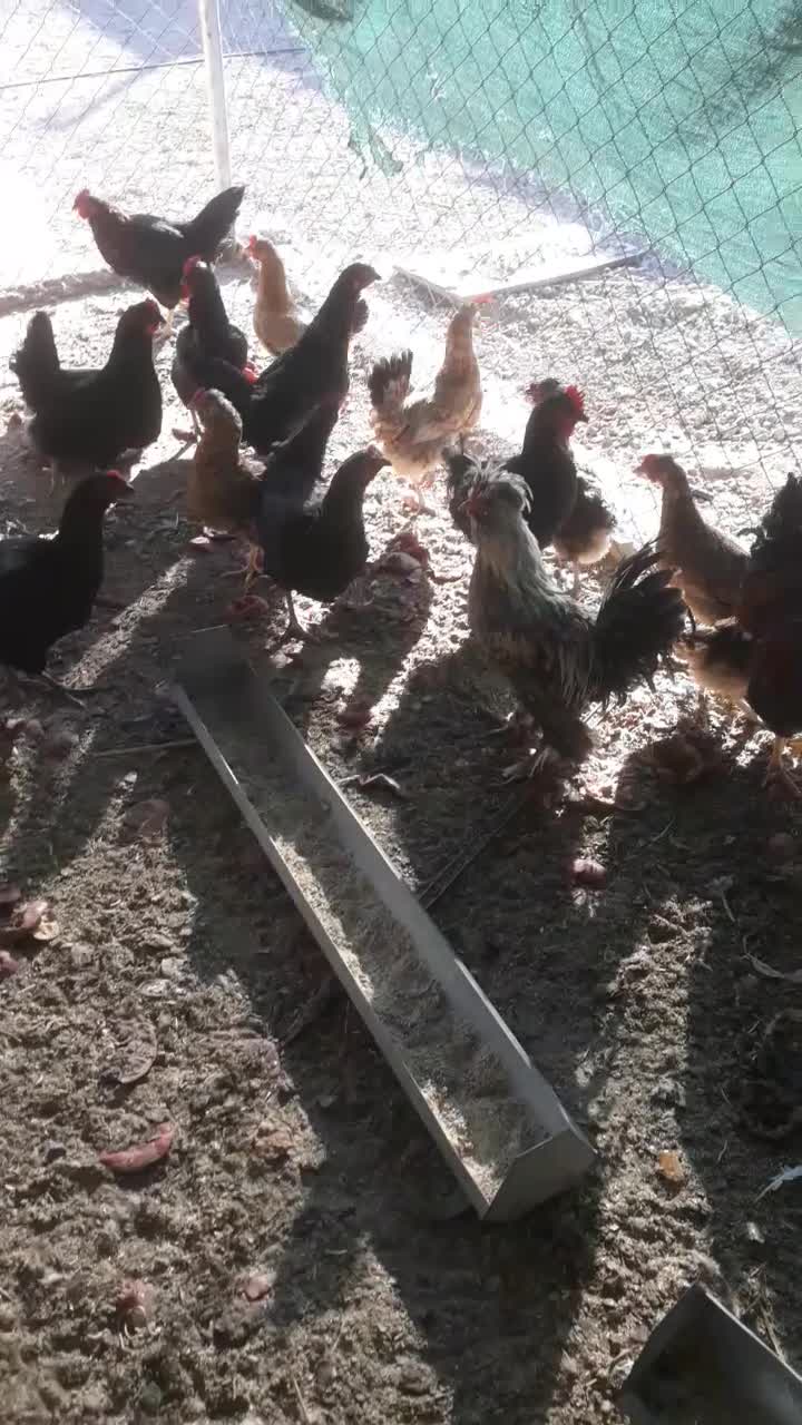 مرغ .خروس|حیوانات مزرعه|قم, پردیسان|دیوار