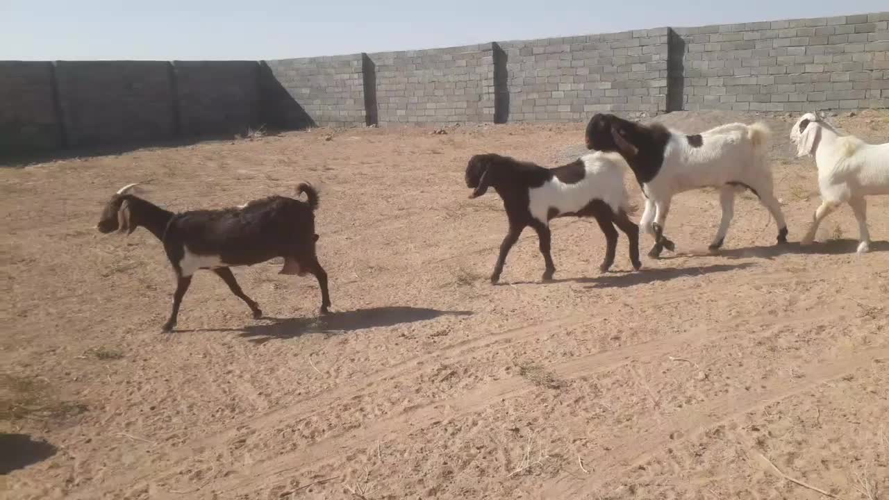 بزغاله چبش تکه|حیوانات مزرعه|ششطراز, |دیوار