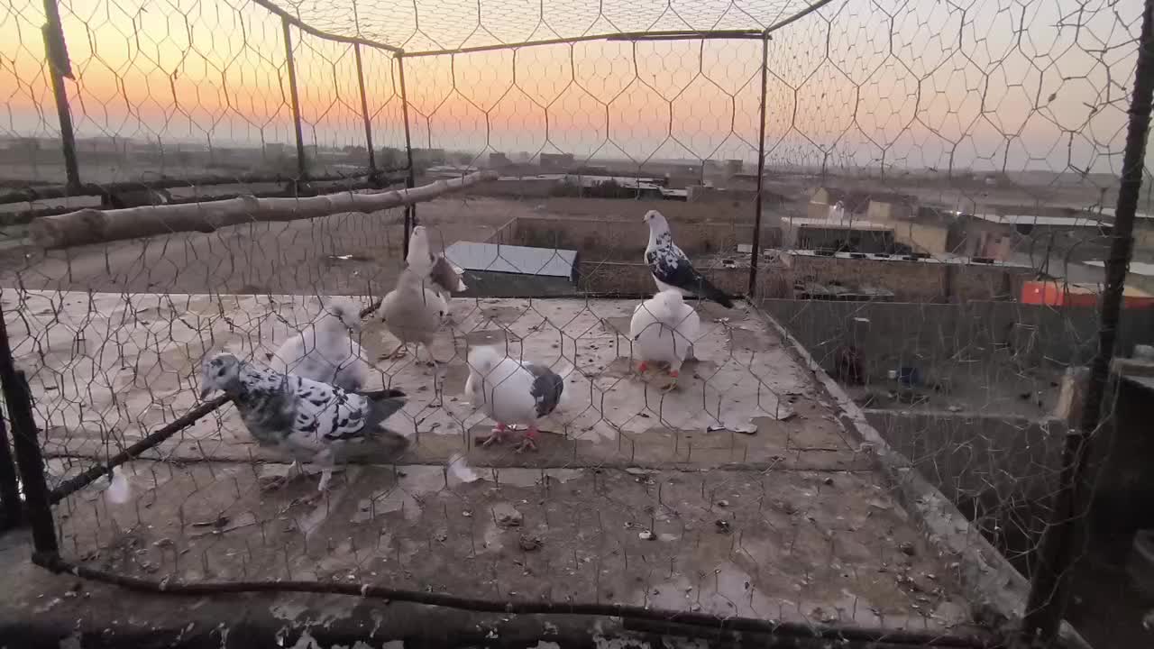 کبوتر|پرنده|محمدیه-قزوین, |دیوار