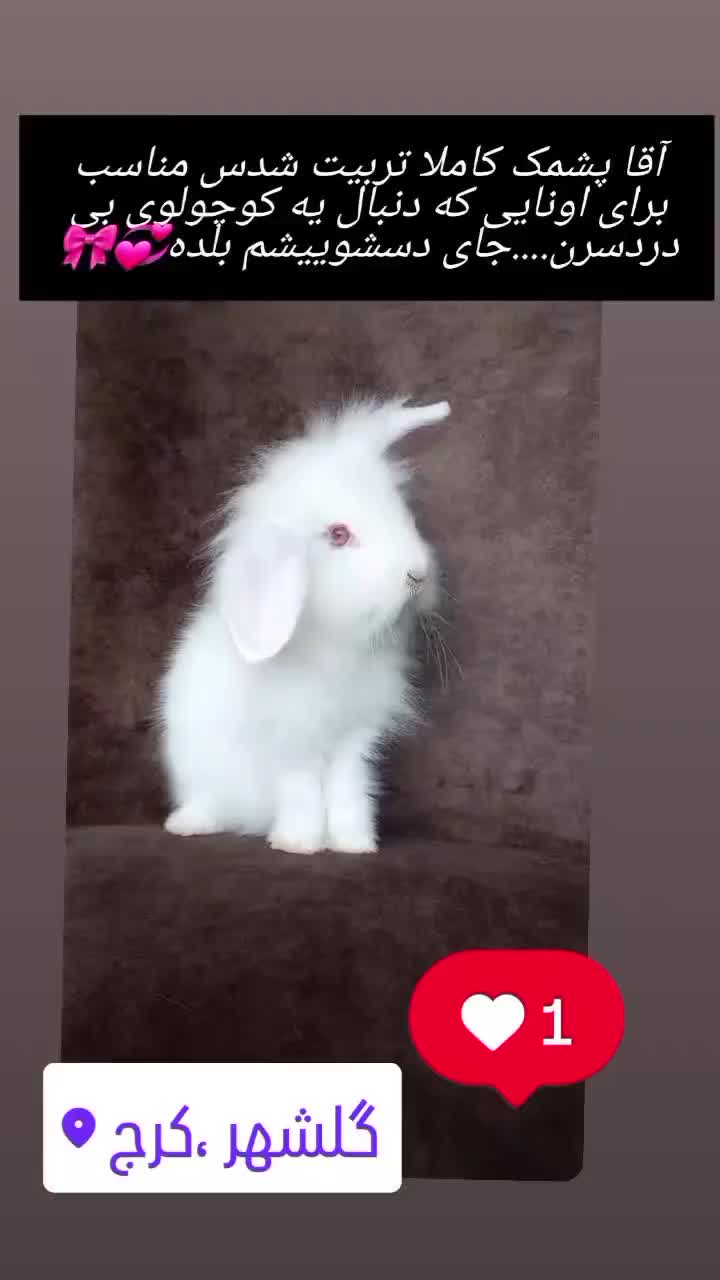 خرگوش مینی لوپ سفیدبرفی صورت عروسکی|موش و خرگوش|کرج, گلشهر|دیوار