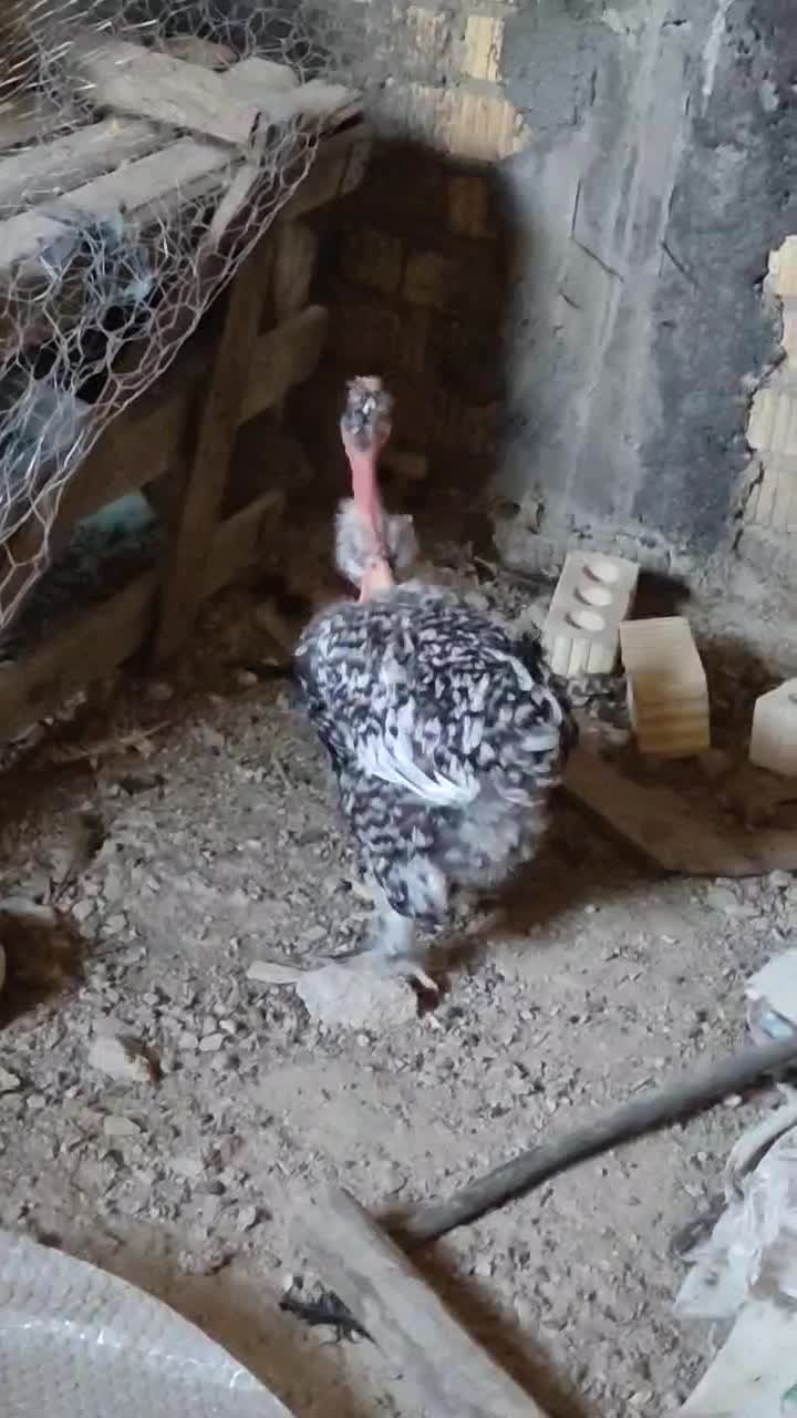 گردن ریت گلین دیلگونی|حیوانات مزرعه|دهدشت, |دیوار