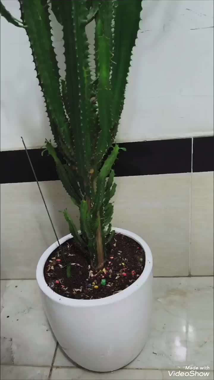 گل و گیاه|گل و گیاه طبیعی|بوکان, |دیوار