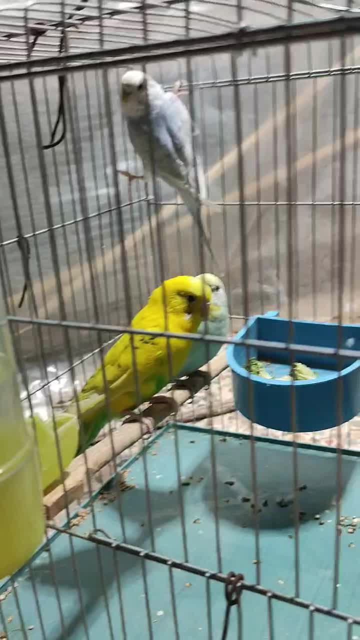 مرغ عشق رینبو اسپانگیل|پرنده|برازجان, |دیوار