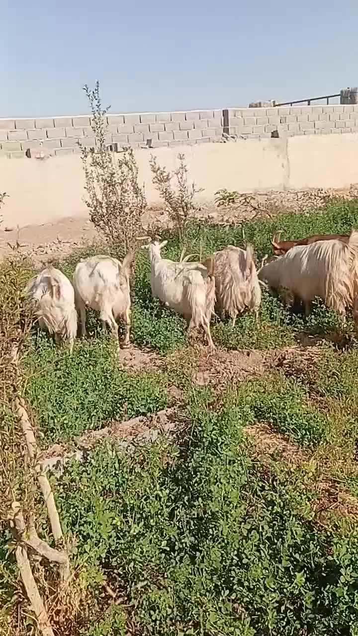 تعداد 29راس بز آبستن|حیوانات مزرعه|مهریز, |دیوار