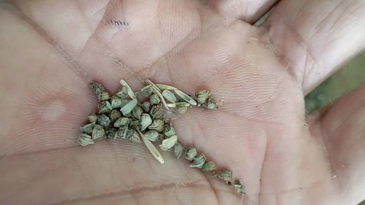 گل گاوزبان همیشه سبز هم بذرش وهم بوتش موجود|گل و گیاه طبیعی|گرگان, |دیوار