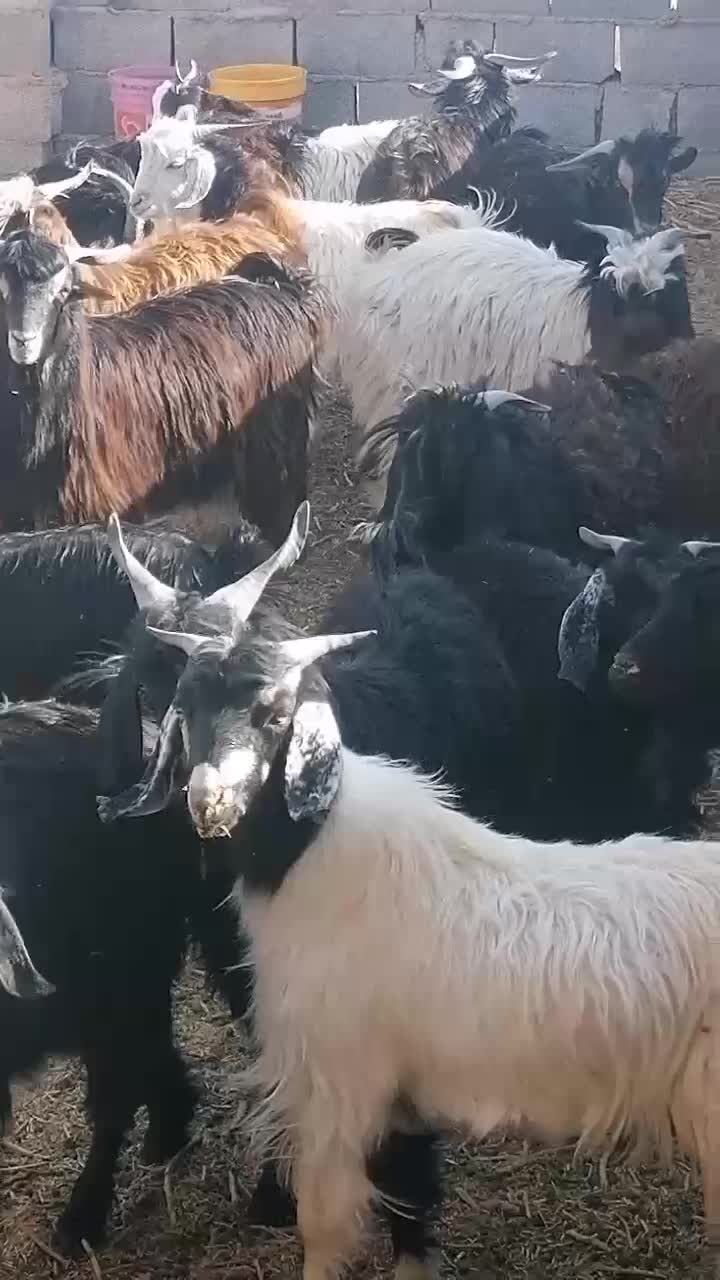 فروش بز غاله نر وماده|حیوانات مزرعه|کرمان, |دیوار