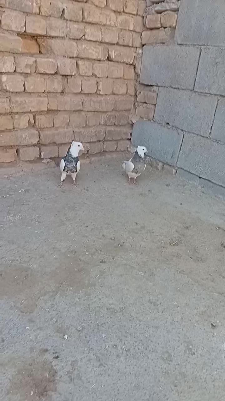 کفتر طوقی نقش|پرنده|خانمیرزا, |دیوار