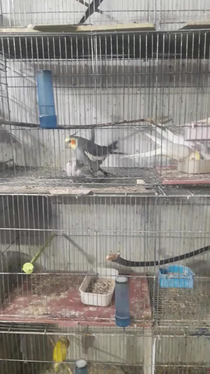 عروس|پرنده|کاشان, فاز ۱ ناجی آباد|دیوار