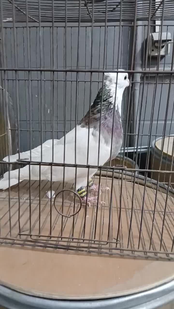 طوقی هفت رنگ|پرنده|شاهدشهر, |دیوار