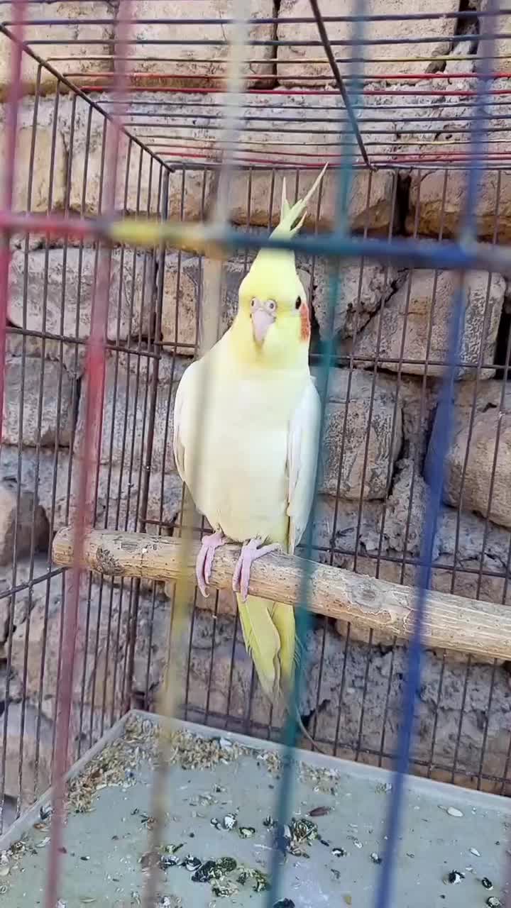 عروس هلندی نر|پرنده|قرچک, مهدیه|دیوار